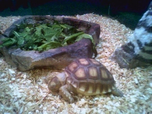 sulcata tortoise